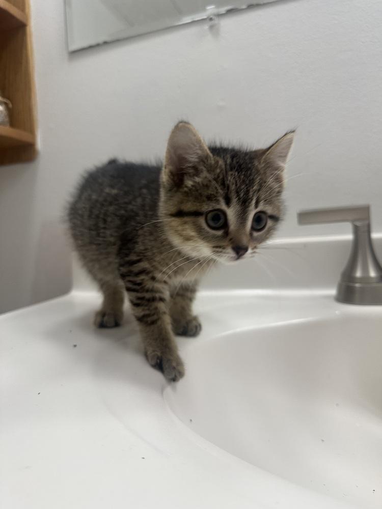 Pebbles, Adoptable, Kitten Female Domestic Short Hair.