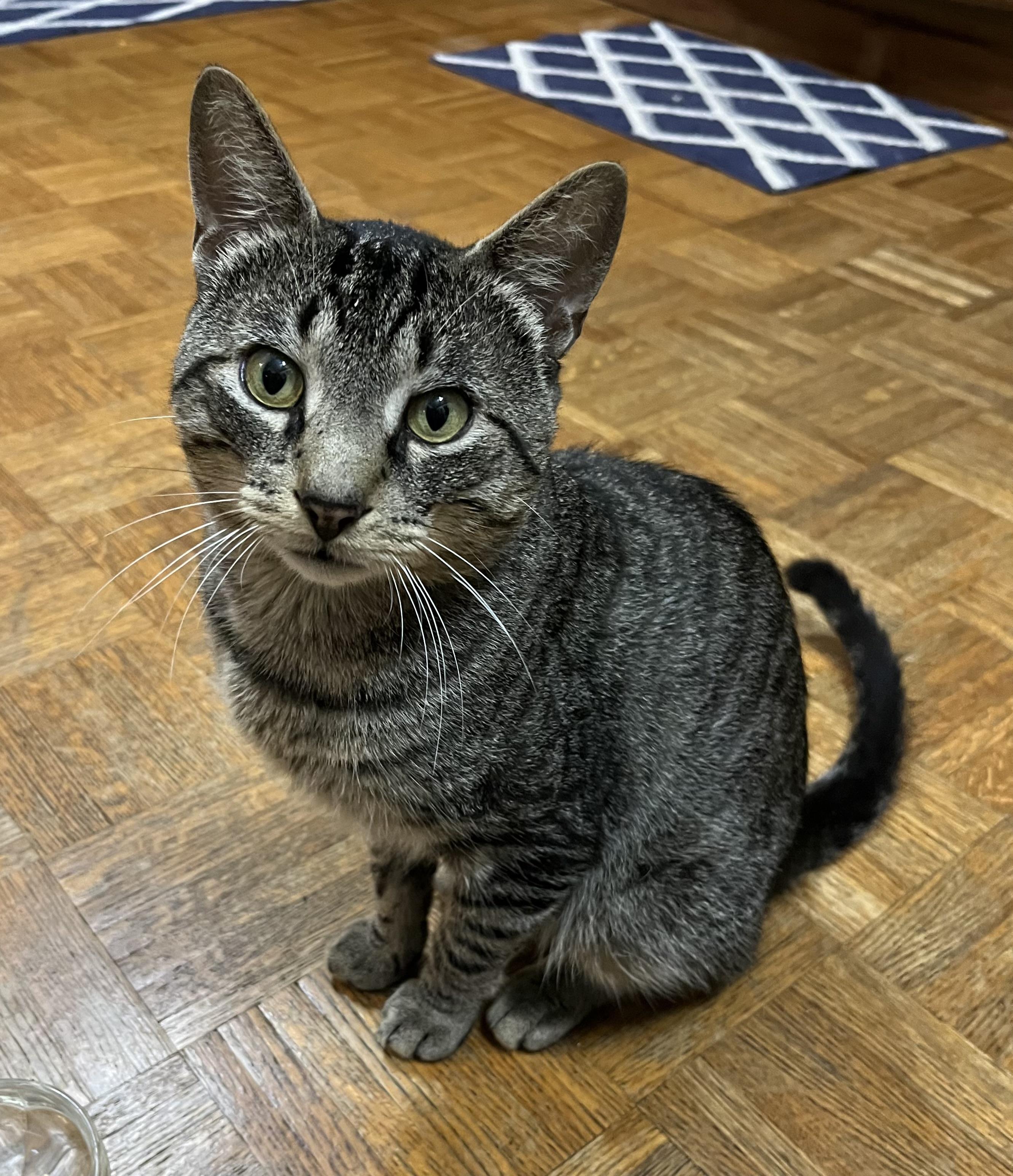 Tony, ADOPTABLE, Adult Male Domestic Short Hair.