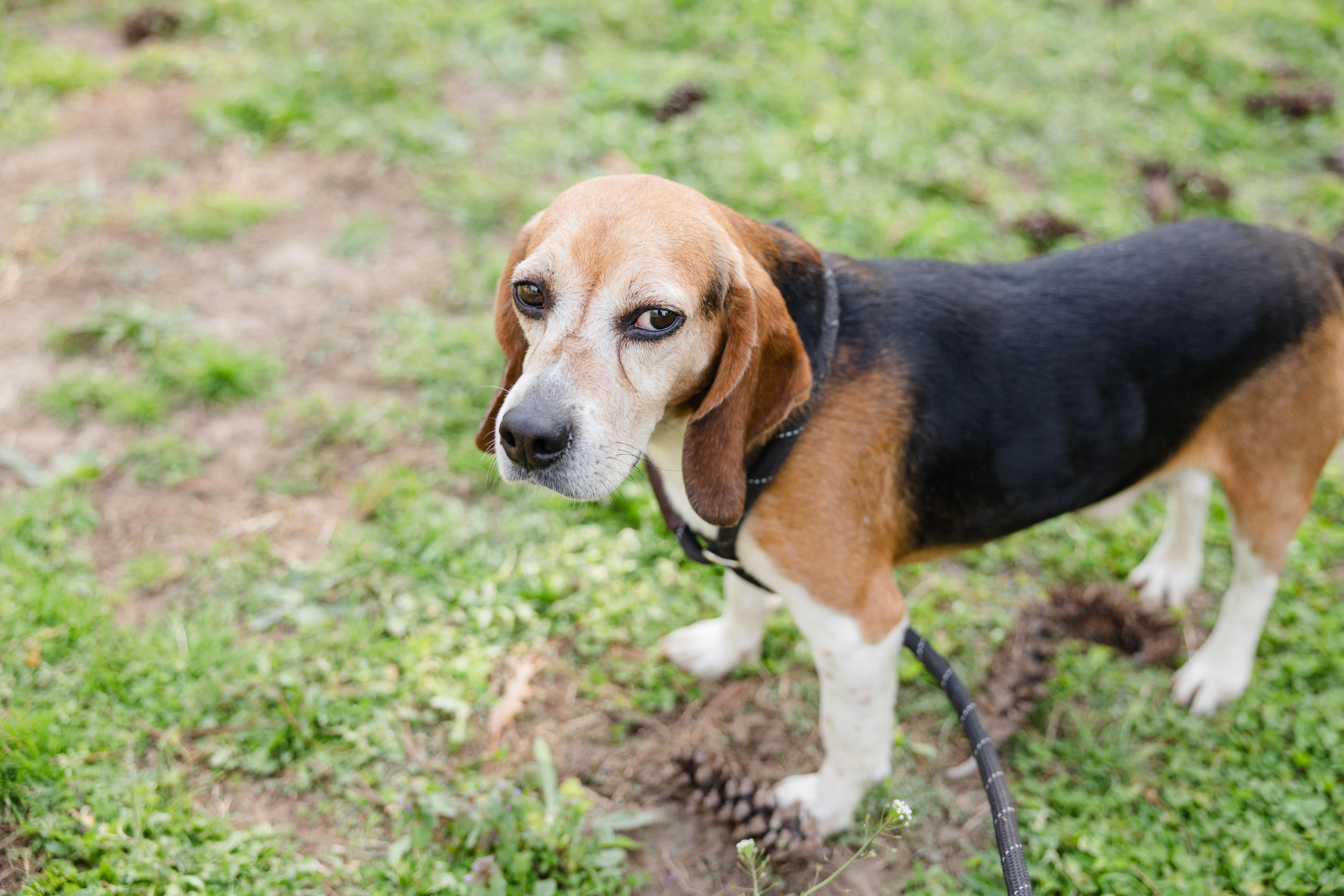 Eagle, a ADOPTABLE Beagle in Newburgh, IN image 2/3