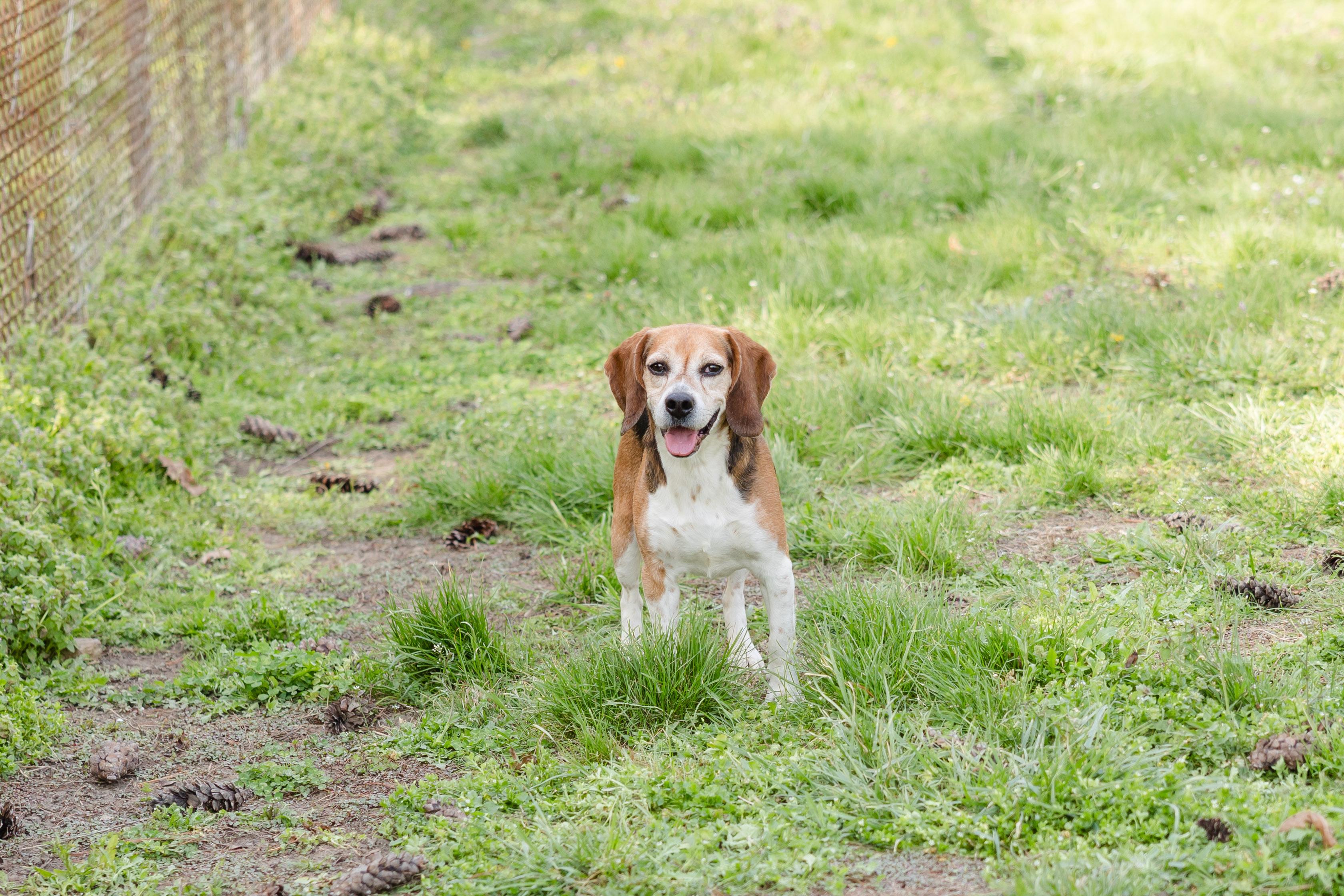 Eagle, a ADOPTABLE Beagle in Newburgh, IN image 3/3