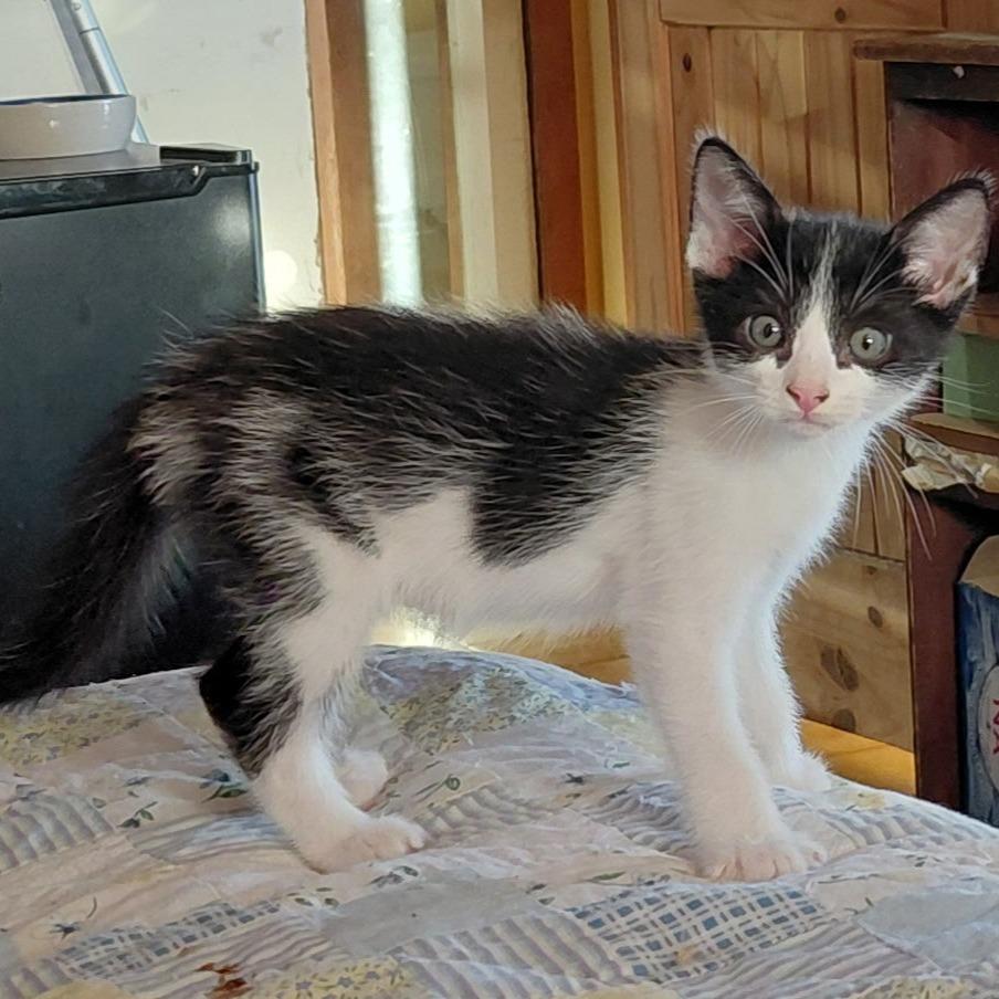 Cold Brew, Adopted, Kitten Male Domestic Short Hair.