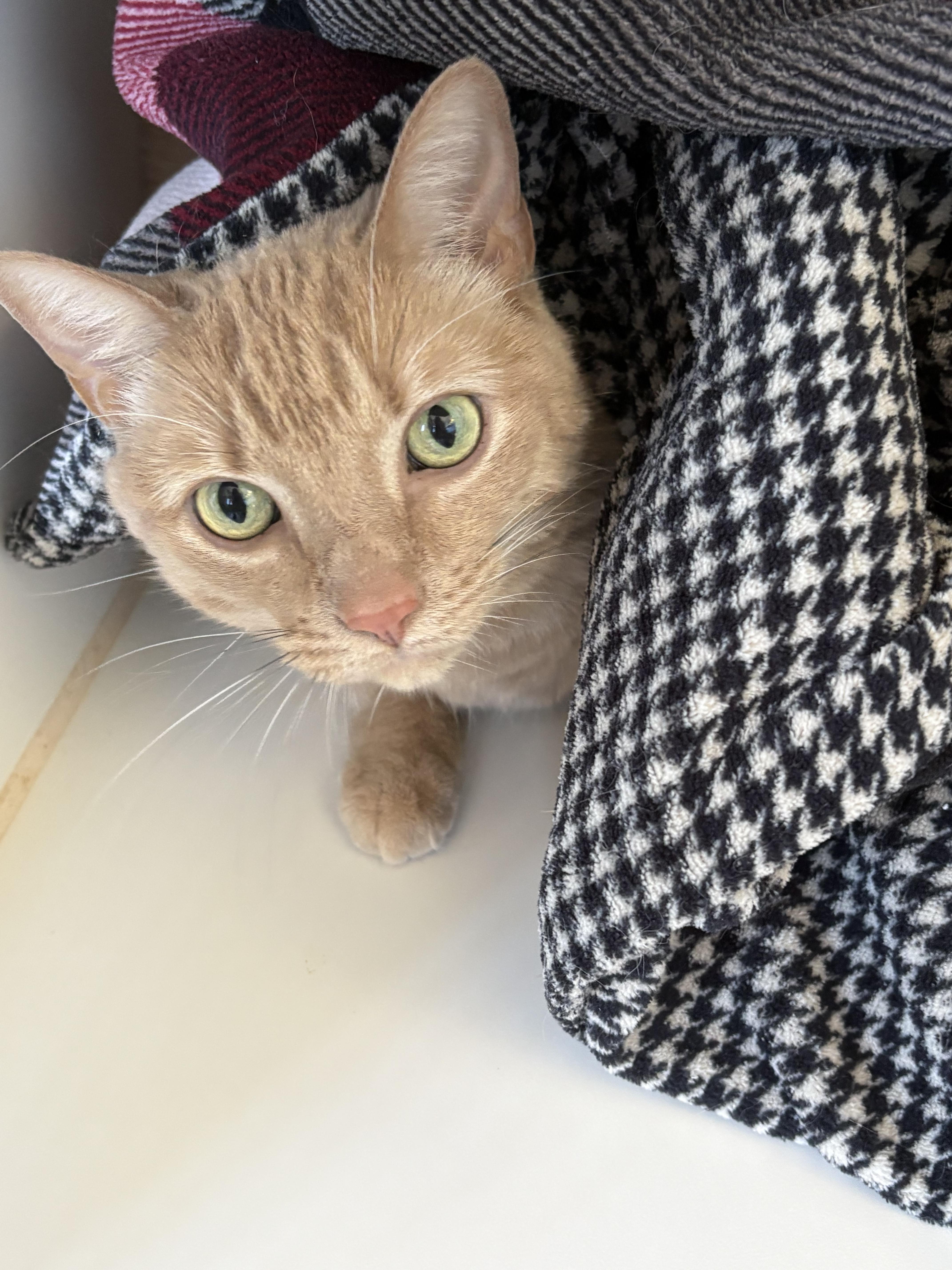 Enlarge Bumpers, an adopted Domestic Short Hair in Grass Valley, CA image 1/2