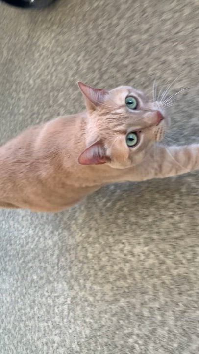 Enlarge Bumpers, an adopted Domestic Short Hair in Grass Valley, CA video 2/2