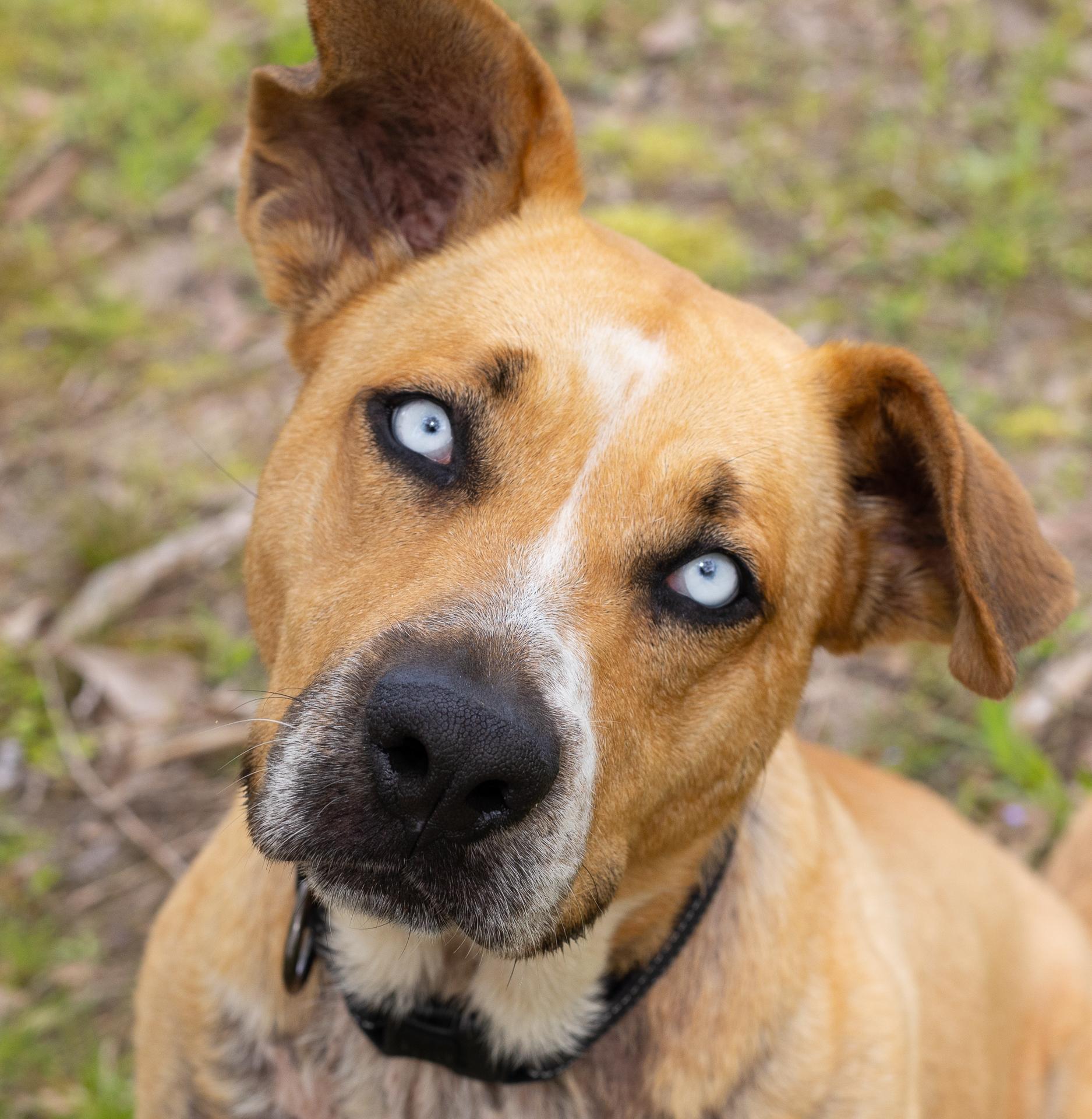 Elsa, a Adoptable mixed breed in Zachary, LA image 3/6