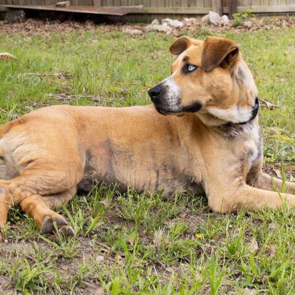 Elsa, a Adoptable mixed breed in Zachary, LA image 6/6