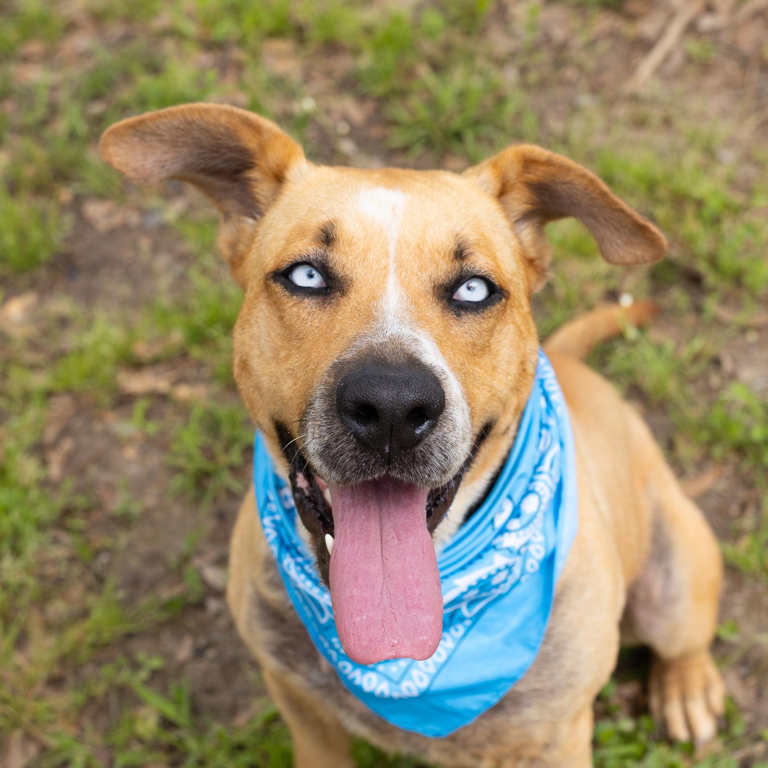 Elsa, a Adoptable mixed breed in Zachary, LA image 4/6