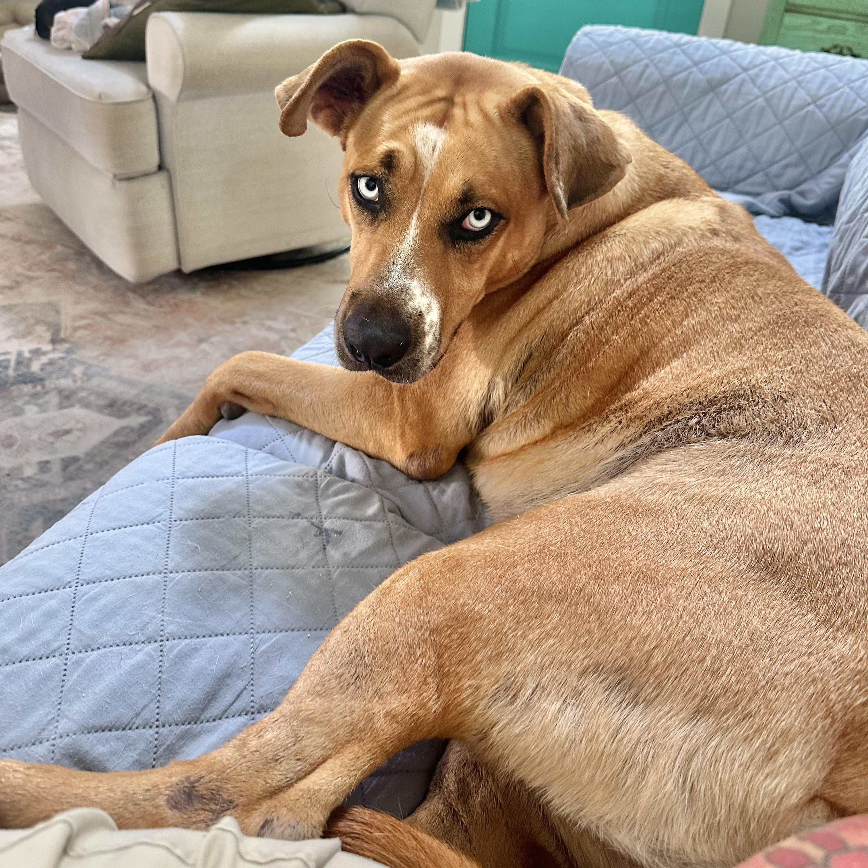 Enlarge Miss Elsa, a Adoptable mixed breed in Zachary, LA image 6/6