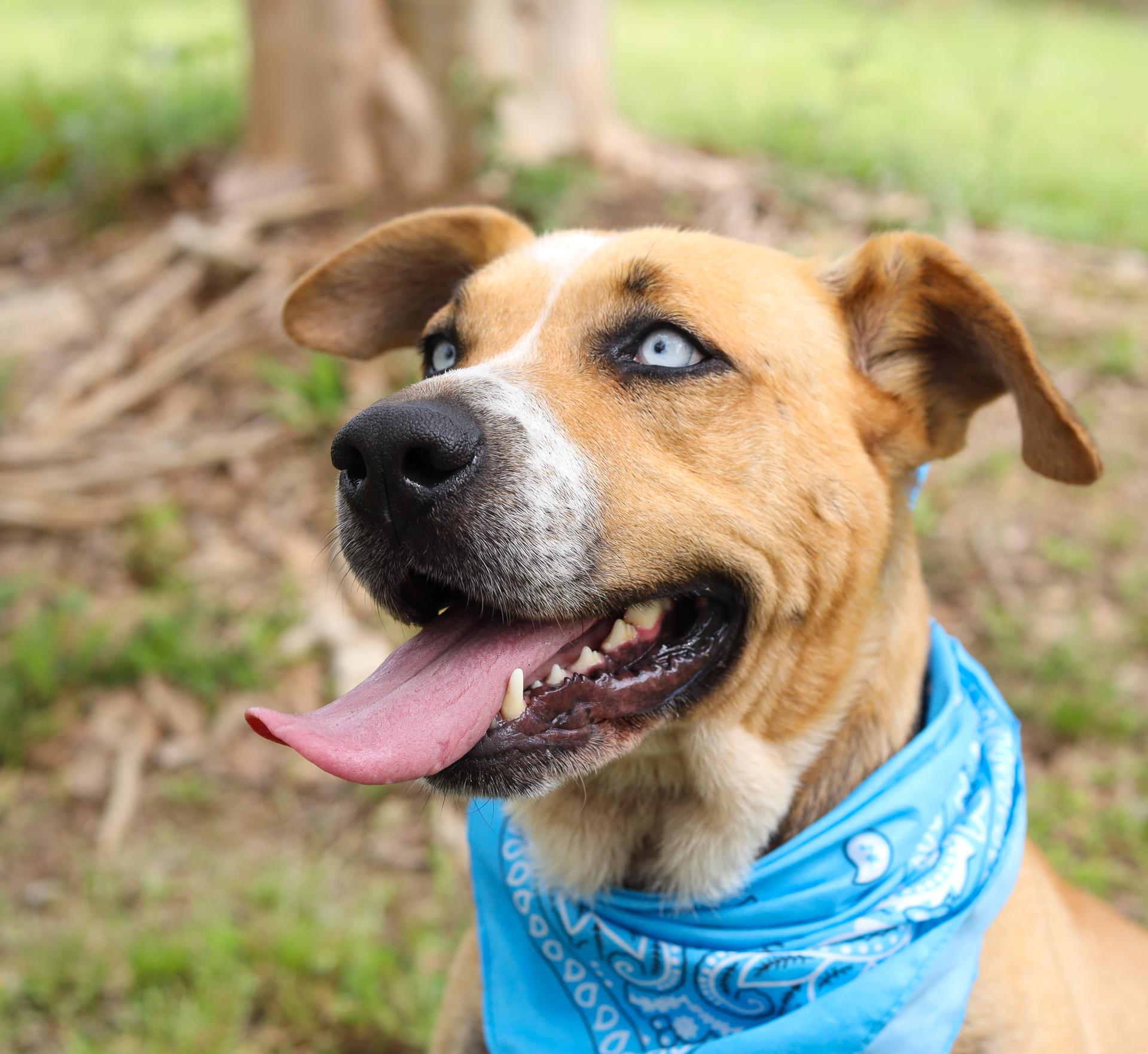 Elsa, a Adoptable mixed breed in Zachary, LA image 5/6