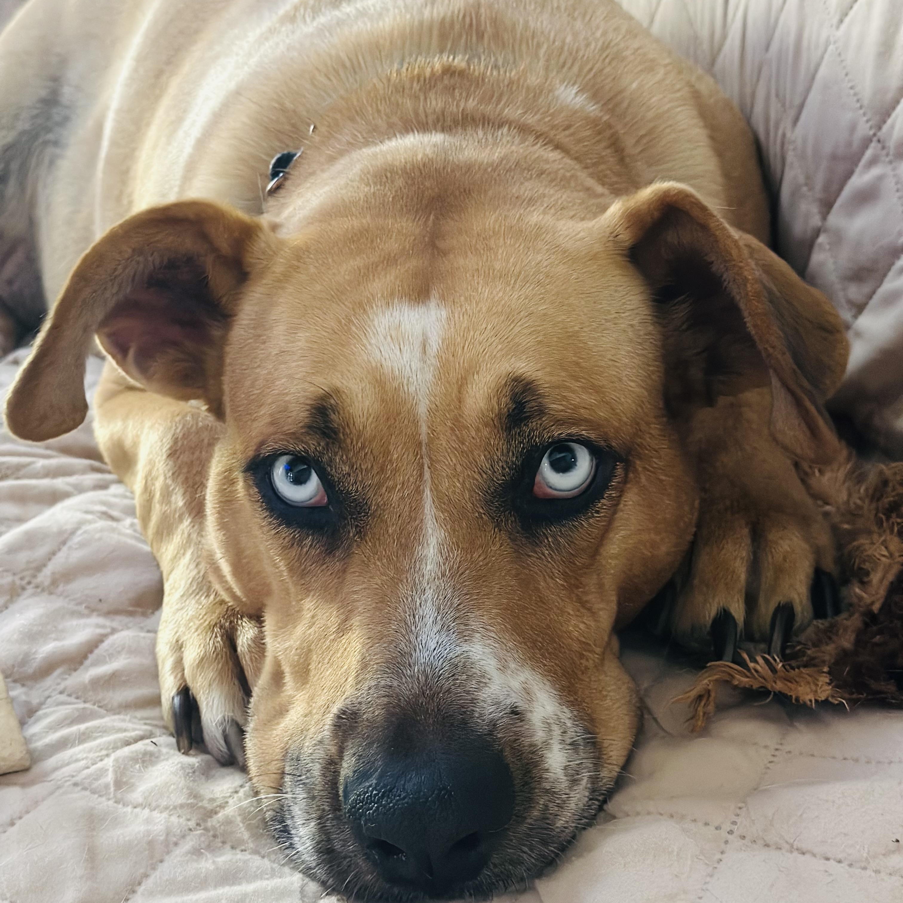 Miss Elsa, Adoptable, Adult Female Catahoula Leopard Dog & Yellow Labrador Retriever.