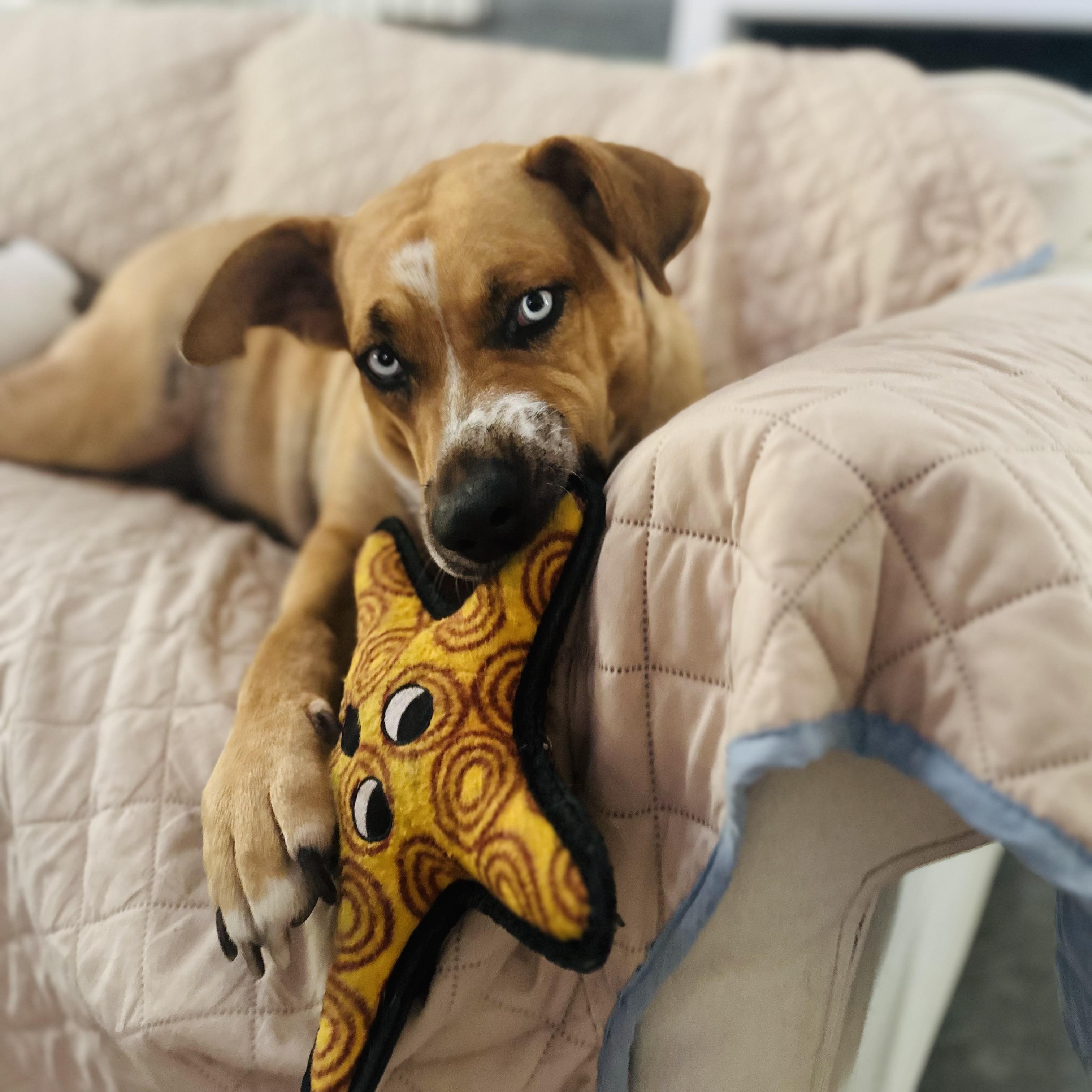 Elsa, a Adoptable mixed breed in Zachary, LA image 1/6