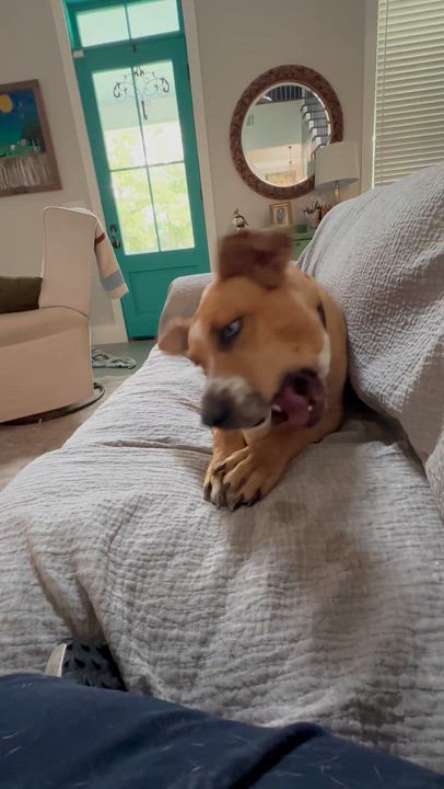 Enlarge Miss Elsa, a Adoptable mixed breed in Zachary, LA video 5/6