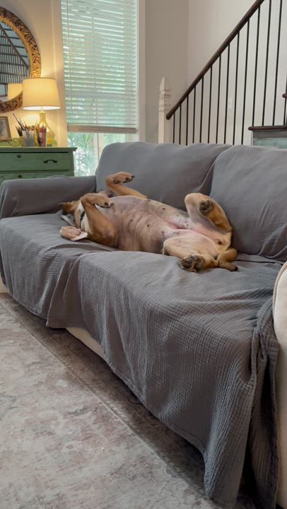 Enlarge Elsa, a Adoptable mixed breed in Zachary, LA video 2/6