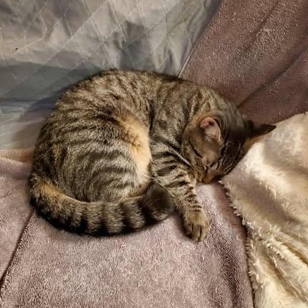 Enlarge Grump, a Adoptable Domestic Short Hair in Keansburg, NJ image 3/6