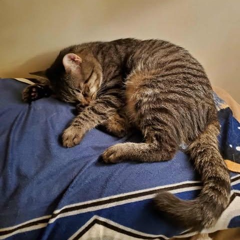 Enlarge Grump, a Adoptable Domestic Short Hair in Keansburg, NJ image 4/6