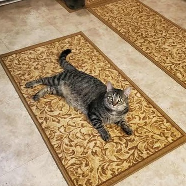 Grump, Adoptable, Adult Male Domestic Short Hair.