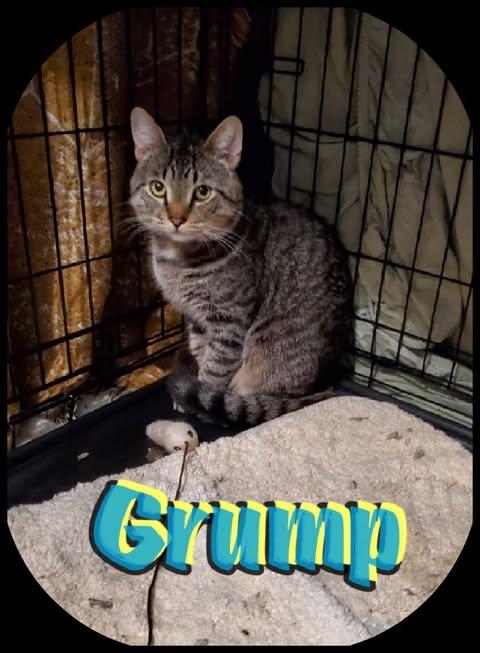 Enlarge Grump, a Adoptable Domestic Short Hair in Keansburg, NJ image 5/6
