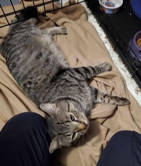 Enlarge Grump, a Adoptable Domestic Short Hair in Keansburg, NJ image 6/6