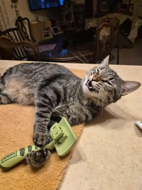 Enlarge Grump, an adopted Domestic Short Hair in Keansburg, NJ image 6/6