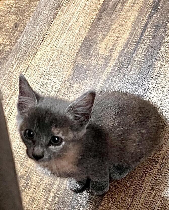 Corset, Adoptable, Kitten Female Domestic Short Hair & Domestic Short Hair.