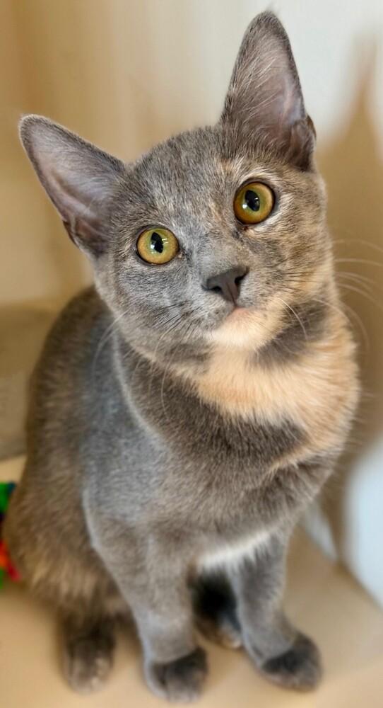 Corset, a Adoptable mixed breed in Little Rock, AR image 3/4