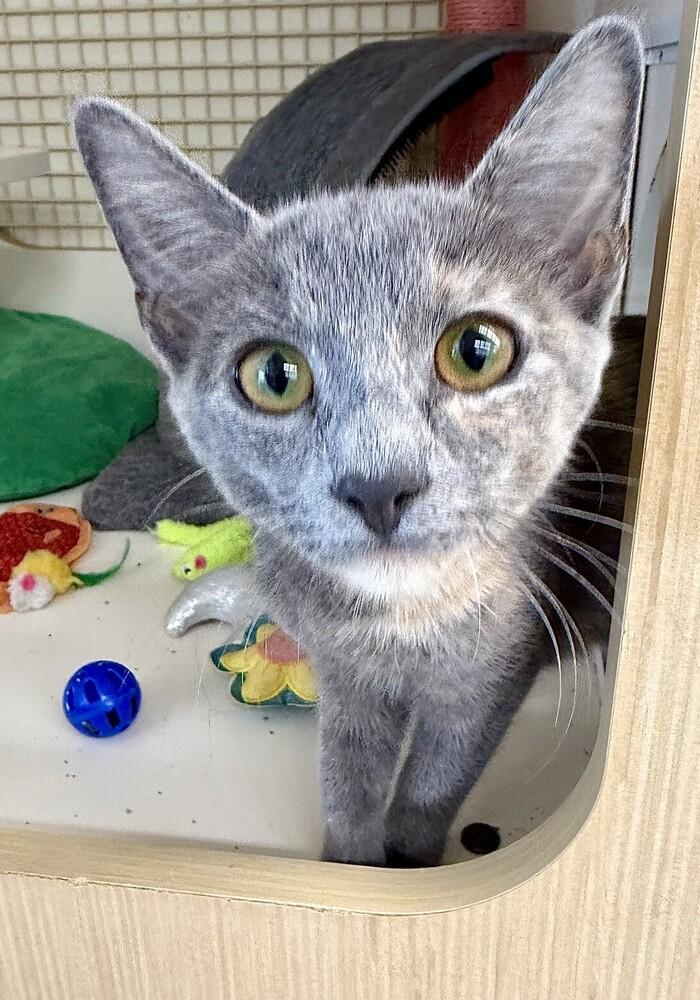 Corset, a Adoptable mixed breed in Little Rock, AR image 4/4