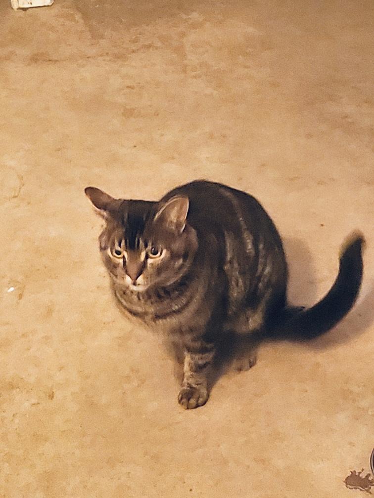 Enlarge Mouth, a Adopted Domestic Short Hair in Marengo, IL image 1/1