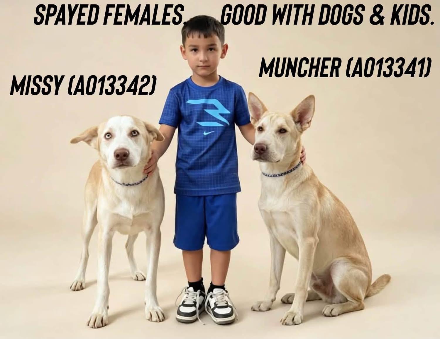 Enlarge Muncher, a Adoptable mixed breed in Loveland, CO image 3/5
