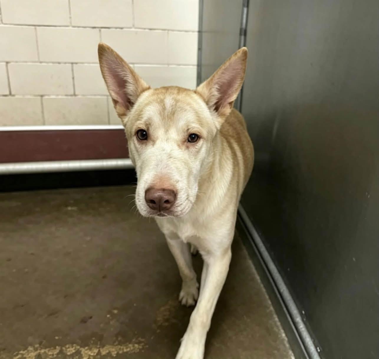 Enlarge Muncher, a Adoptable mixed breed in Loveland, CO image 4/5