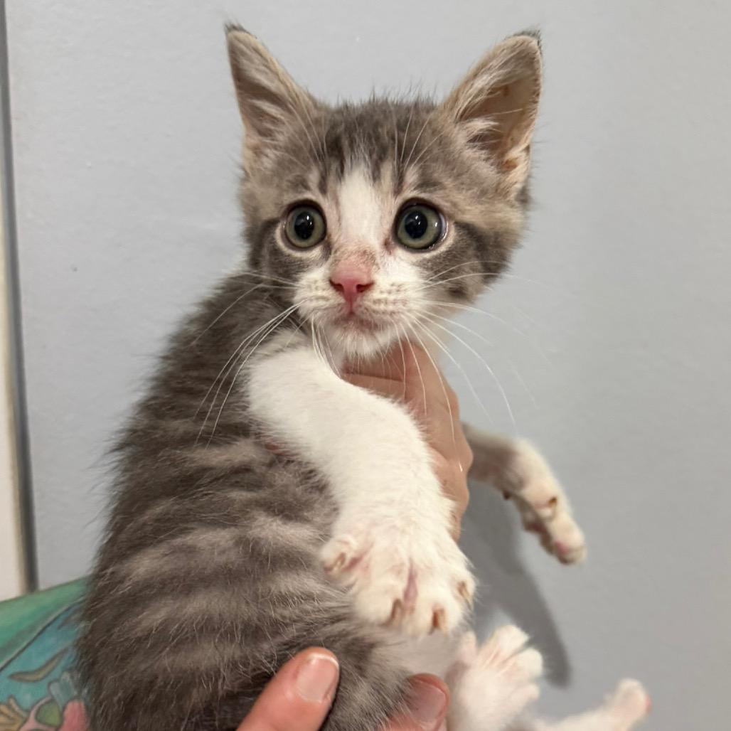 Bowser, Adoptable, Kitten Male Domestic Short Hair.