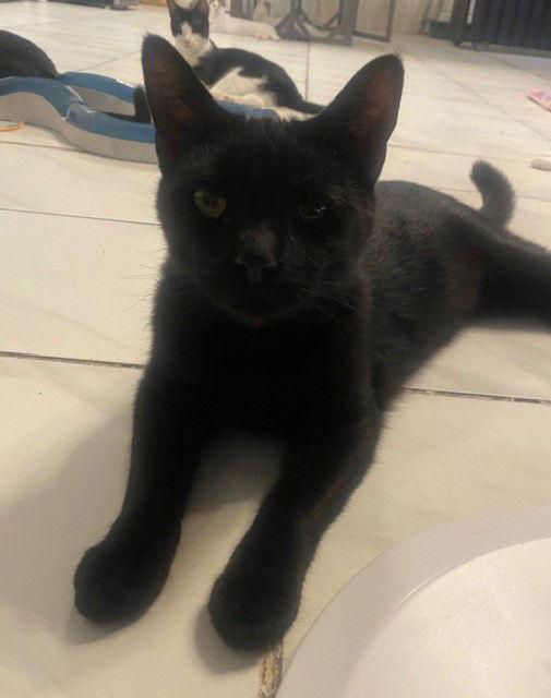 Enlarge Mason, a Adoptable Domestic Short Hair in Phoenix, AZ image 1/1