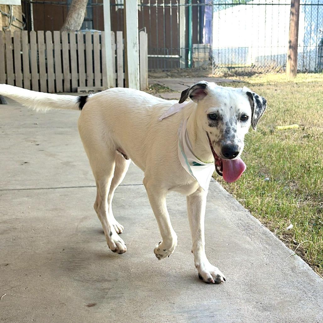 Scuttle, Adoptable, Young Male Australian Cattle Dog / Blue Heeler & Mixed Breed.