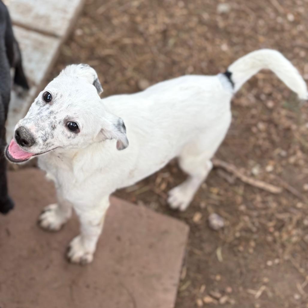 Scuttle, Adoptable, Young Male Australian Cattle Dog / Blue Heeler & Mixed Breed.