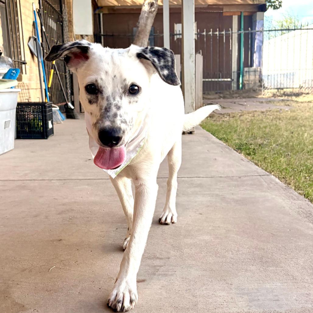 Enlarge Scuttle, a Adoptable mixed breed in Laredo, TX image 3/6