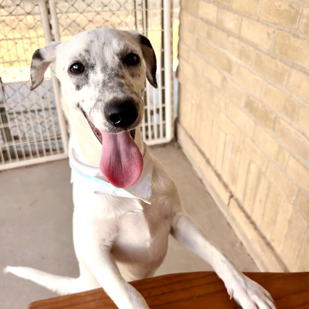 Enlarge Scuttle, a Adoptable mixed breed in Laredo, TX image 4/6