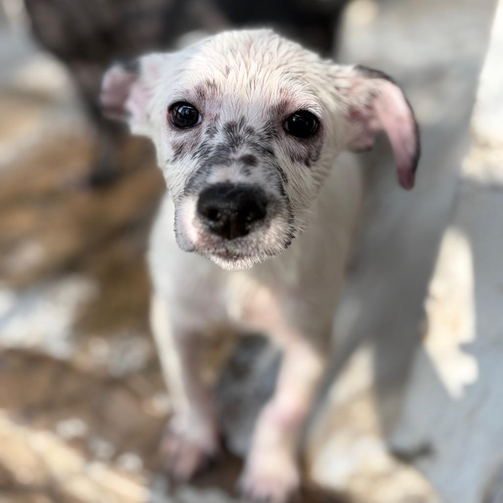 Scuttle, a Adoptable mixed breed in Laredo, TX image 2/3