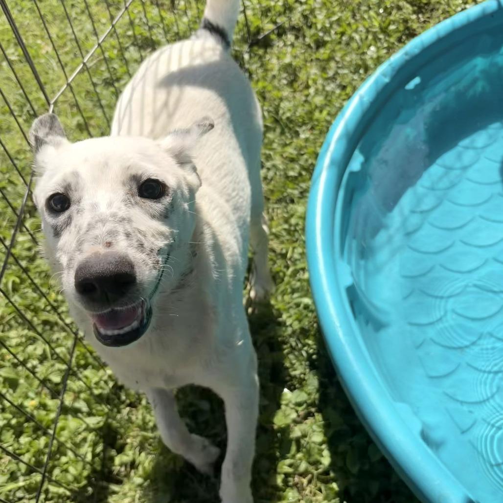 Enlarge Scuttle, a Adoptable mixed breed in Laredo, TX image 6/6