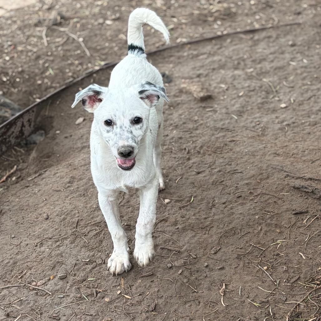 Scuttle, a Adoptable mixed breed in Laredo, TX image 3/3
