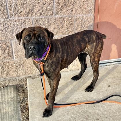 Megara, a Adoptable mixed breed in Quakertown, PA image 1/3