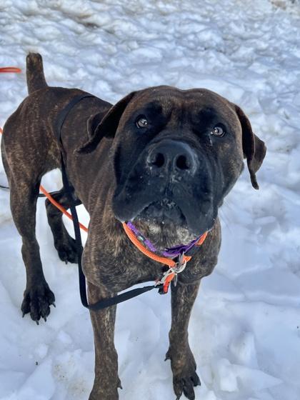 Megara, a Adoptable mixed breed in Quakertown, PA image 2/3