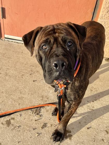 Megara, a Adoptable mixed breed in Quakertown, PA image 3/3