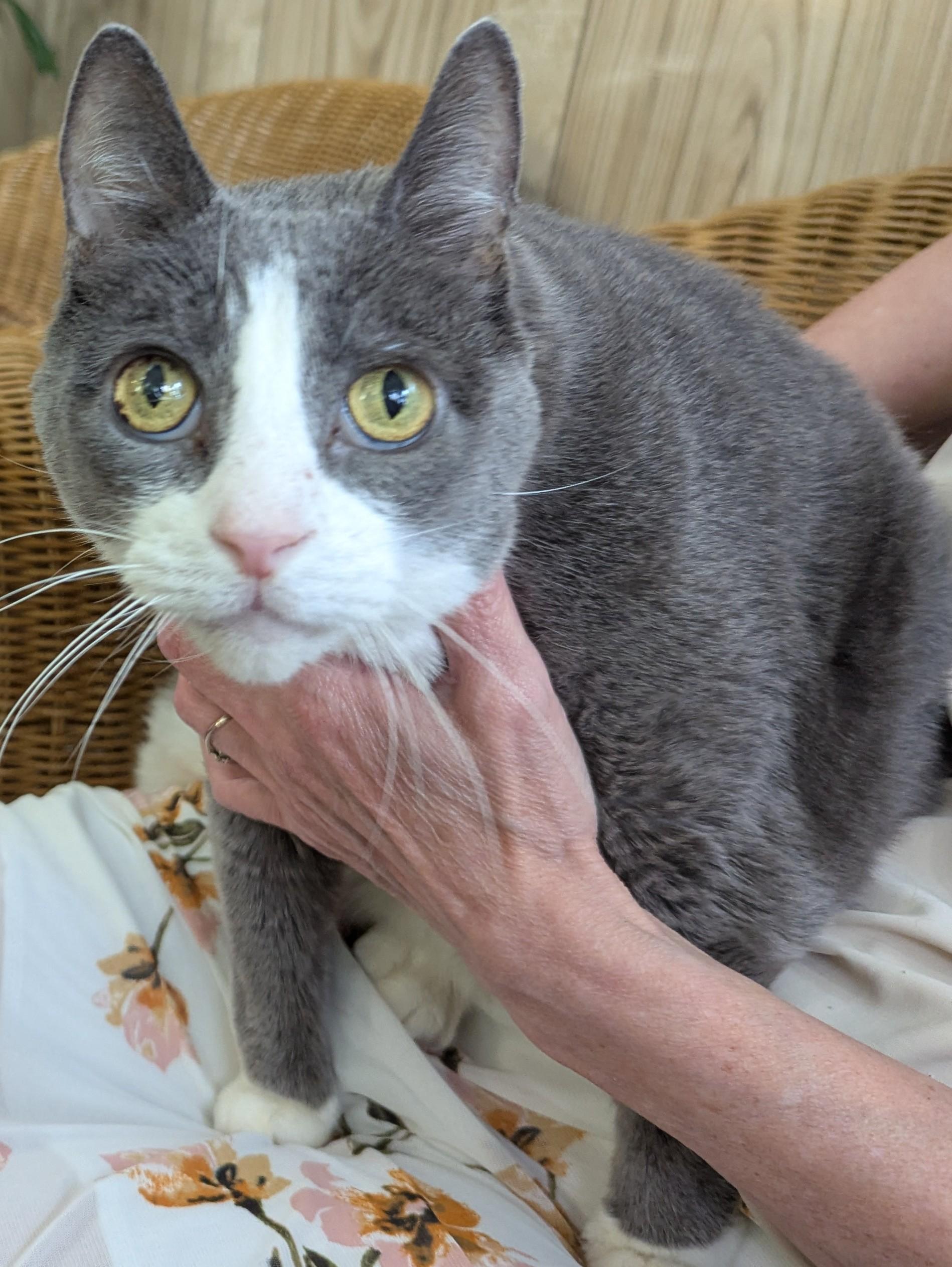 Trip, Adoptable, Adult Male Domestic Short Hair.