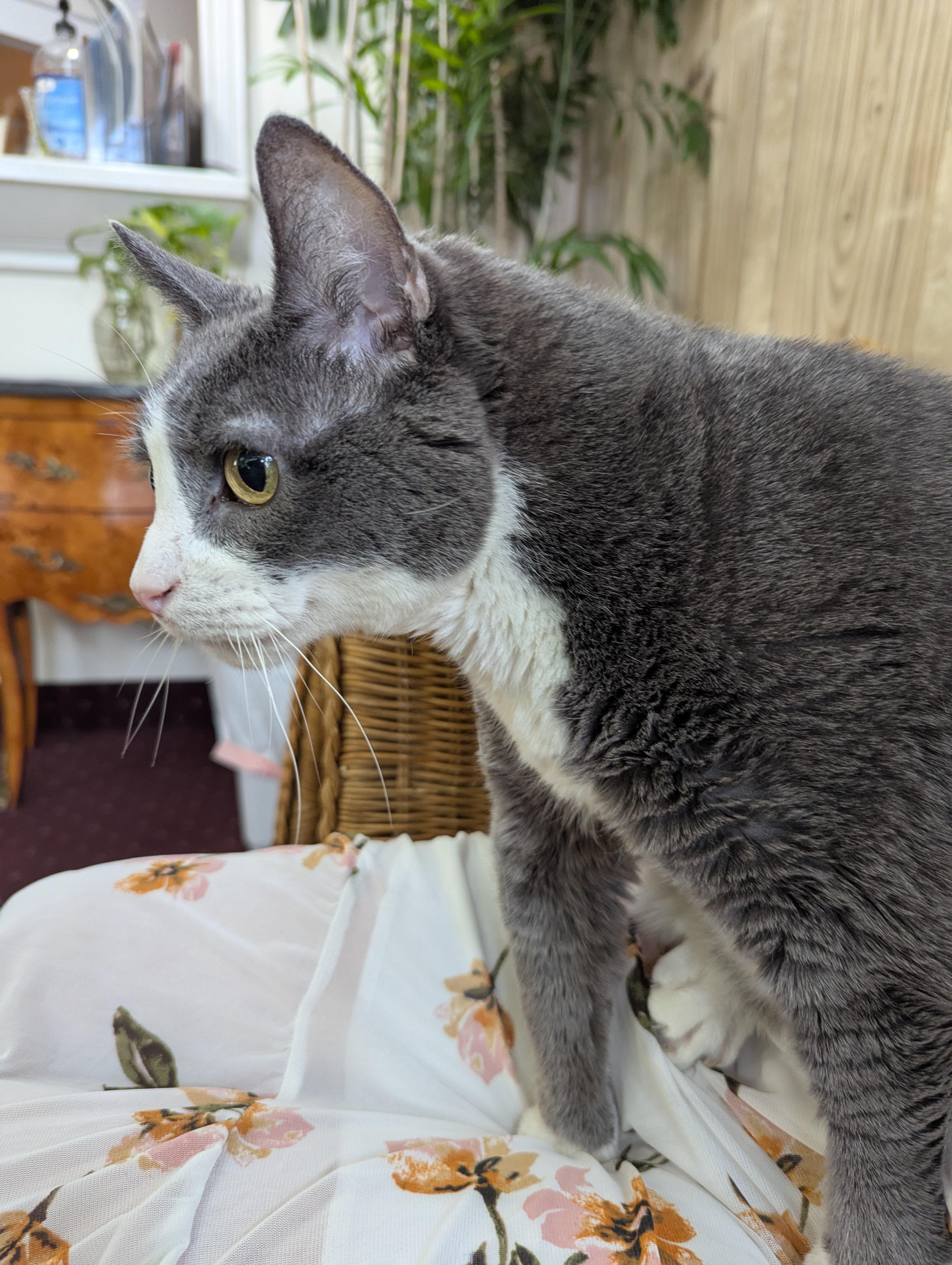 Enlarge Trip, a Adoptable Domestic Short Hair in Weehawken, NJ image 3/4