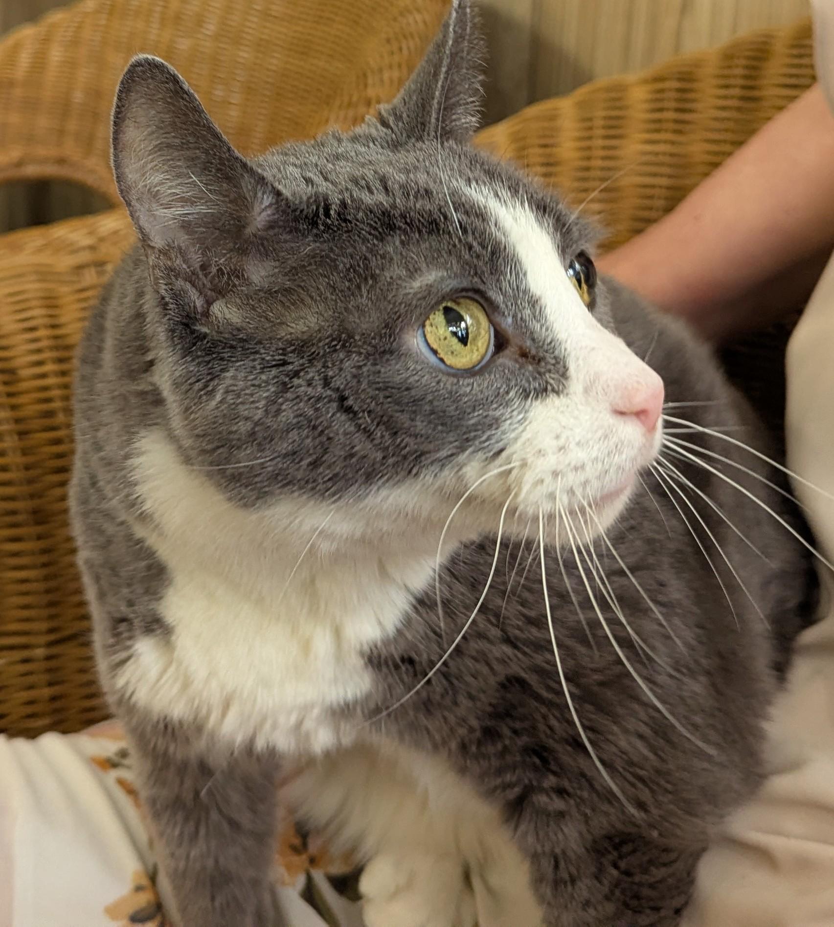 Enlarge Trip, a Adoptable Domestic Short Hair in Weehawken, NJ image 4/4