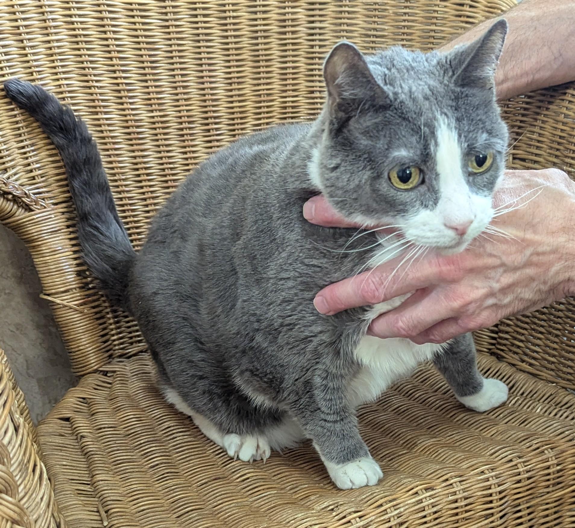 Enlarge Trip, a Adoptable Domestic Short Hair in Weehawken, NJ image 2/4