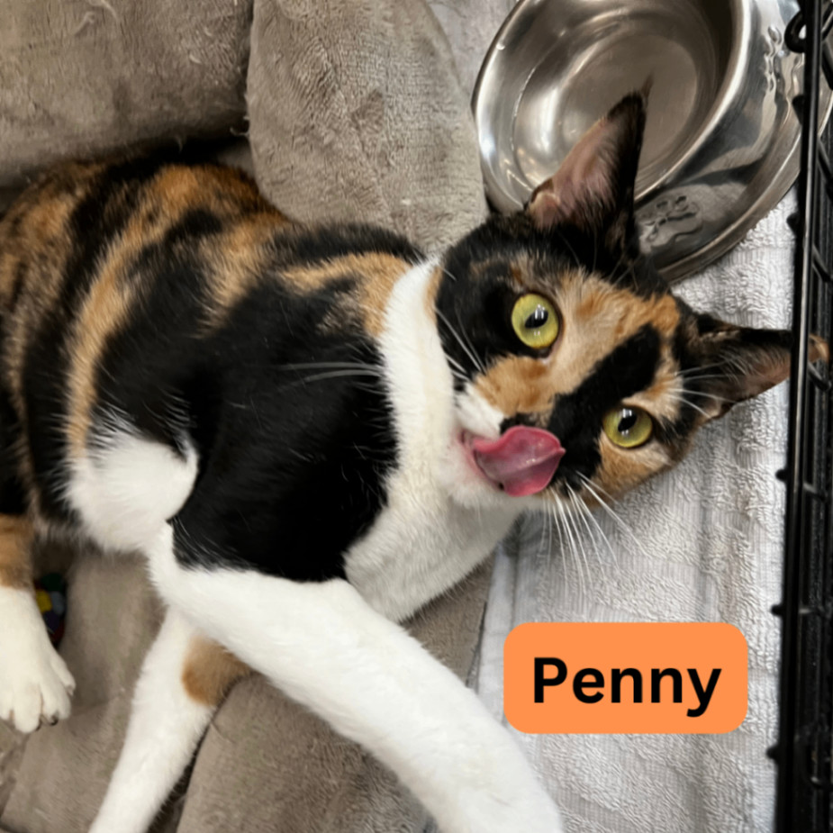 Penny, an adoptable Calico in South Padre Island, TX_image-1