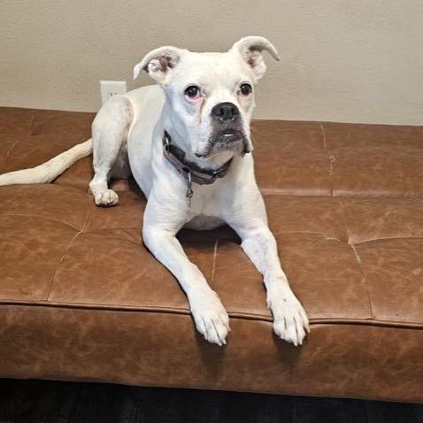 Willow, Adoptable, Senior Female Boxer.
