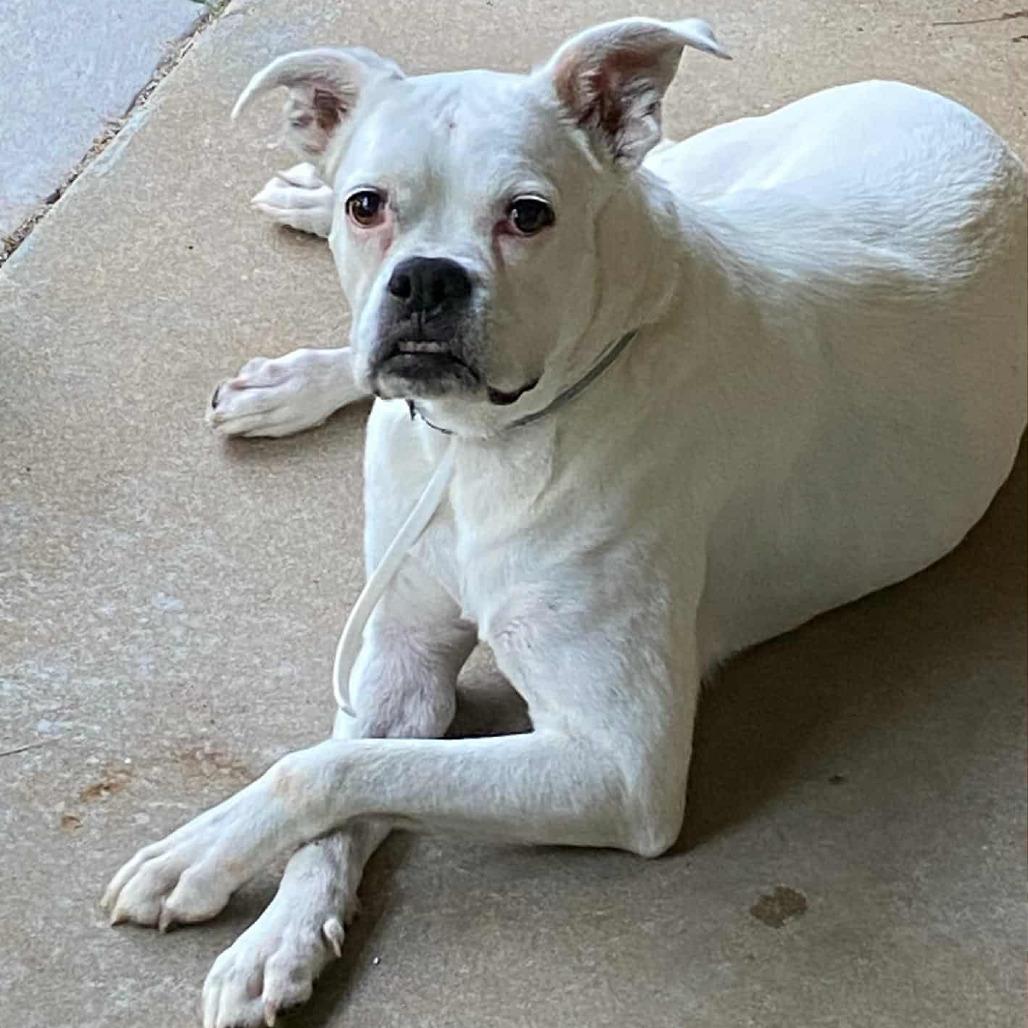 Willow, a Adoptable Boxer in Tallahassee, FL image 2/6