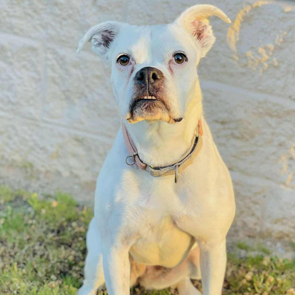 Willow, a Adoptable Boxer in Tallahassee, FL image 3/6