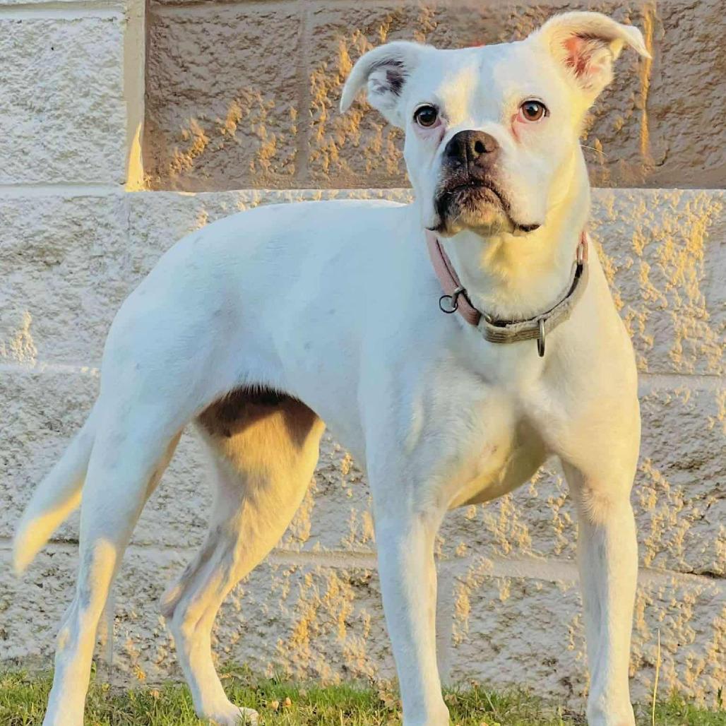 Willow, a Adoptable Boxer in Tallahassee, FL image 4/6