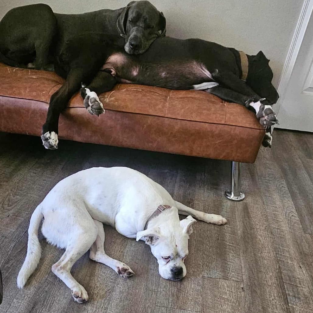 Willow, a Adoptable Boxer in Tallahassee, FL image 5/6